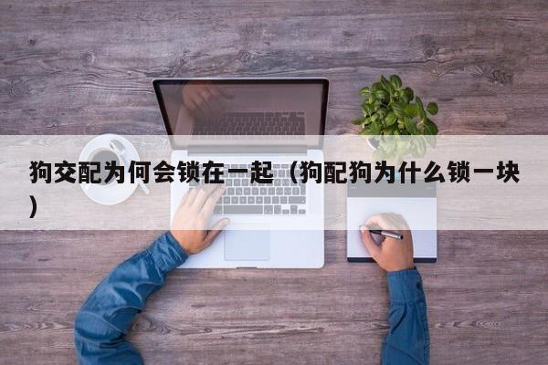 狗交配为何会锁在一起(狗配狗为什么锁一块)